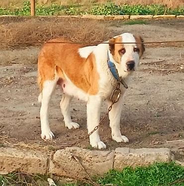 afcarka bala: Alabay, Dişi, Peyvəndli — 4