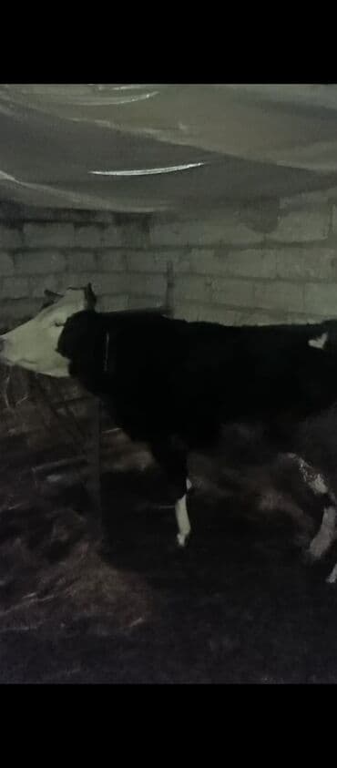 Dişi, il: 3, Ətlik, Ünvandan götürmə