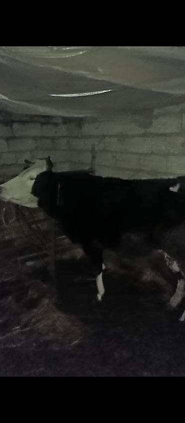 Ördəklər: Xaçmaz qisir — 1