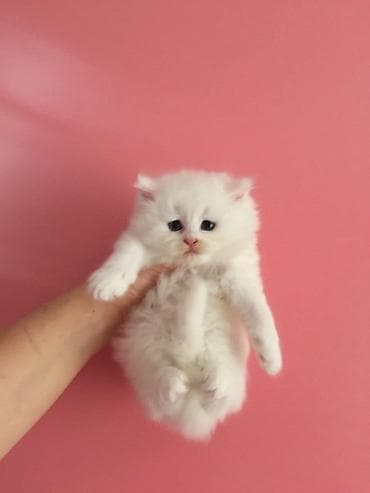 cats az: Ağ rəngli, tüklü balaca pişik balası. Yumru üz quruluşu, iri qara-mavi — 2