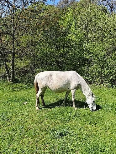 en ucuz at: Madyan 10 günə doğacaq — 2