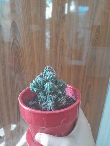 kokelmek ucun bitki caylari: Satilir — 2