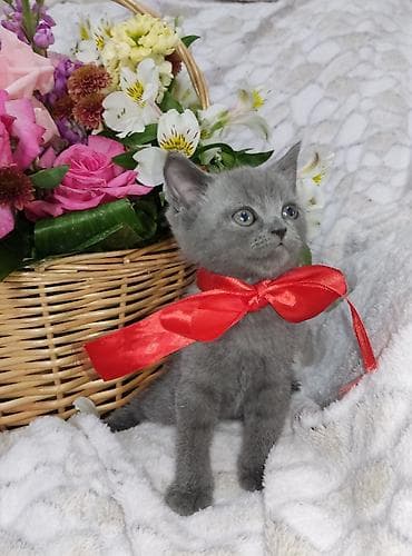 at satisi: Britan, Dişi, Pulsuz çatdırılma — 8