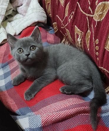 pişik cins: Dişi — 2