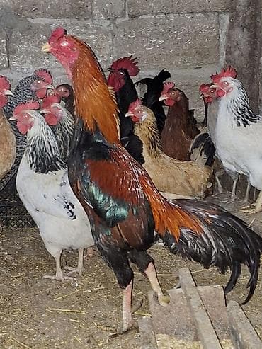 Toyuqlar: Xoruz, il: 2 — 1