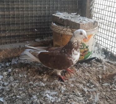 Salam tutulma qizğin erkey unvan Novxani