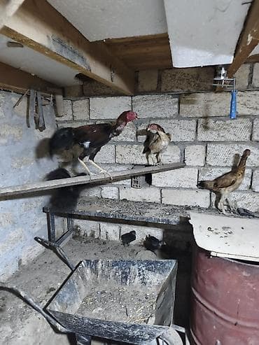 qarğa balası satılır: Toyuq cücələri, Damazlıq — 6