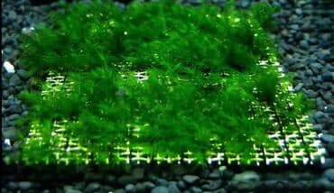 аквариумные рыбы купить: Akvaryum bitkiləri
1 azndən başlayan akvarium bitkilər — 5