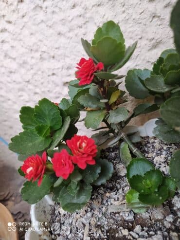 orkide gulu qiymeti: 40 ədəd bənövşə şəkildə olduğu kimi satılır — 8