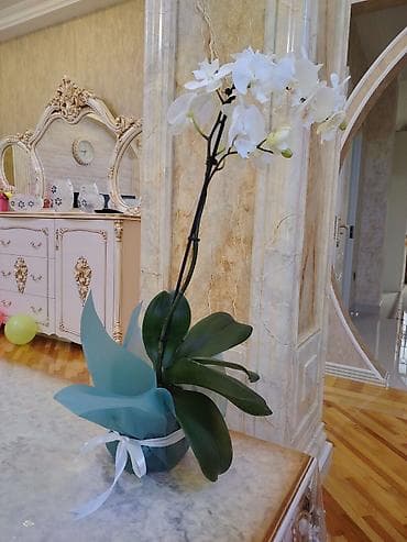orxideya gulu satilir: Ağ orkide (Phalaenopsis) və spiral “lucky bamboo” dəsti - Orkide: Ağ — 2