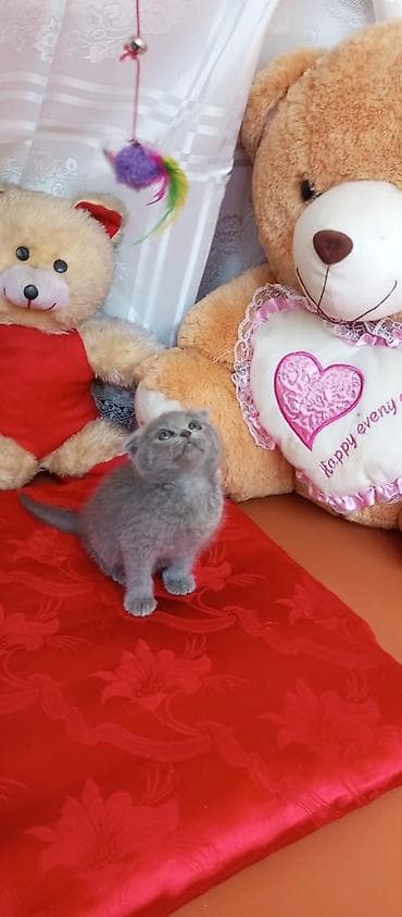 lalafo pisik: Şotland — 3