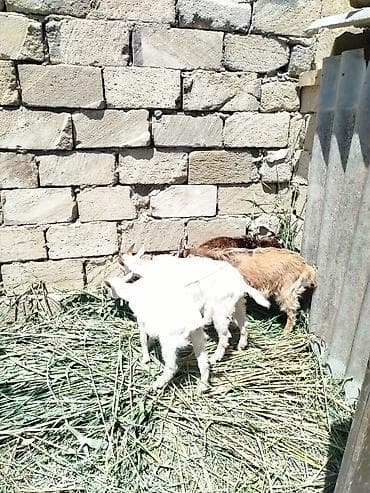 balaca quzu: Əkiz balali sanənlər satilir biri 1 ci qarina doğub əkiz biri 2 ci — 8