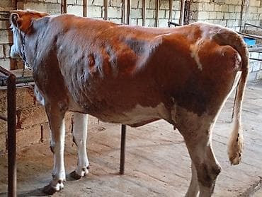 setteri it cinsi: Ətlik Maldı Super kokdu Bakı Malidi Real alcısansa zeng ele — 3
