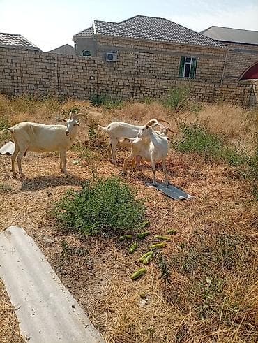 Südlük keçilər – 3 baş TAM SAF KAN MACAR SANEN KEÇİLERİ KULAKLARINDA