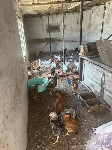 cins inekler: Toyuq, Damazlıq — 2