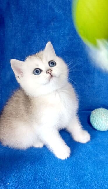 pişik britan: Britan, Erkək, Dişi, Yaxşı əllərə, Ünvandan götürmə — 2