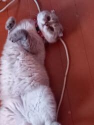 pişiyi: Şotland yastı qulaq, Dişi, Yaxşı əllərə, Ünvandan götürmə — 7