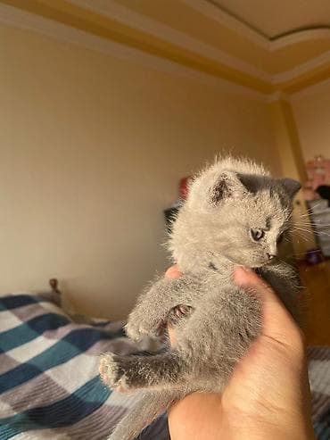 Boz tüklü balaca pişik balası - Rəng: vahid tüstü-boz (“blue” ton) - — 4