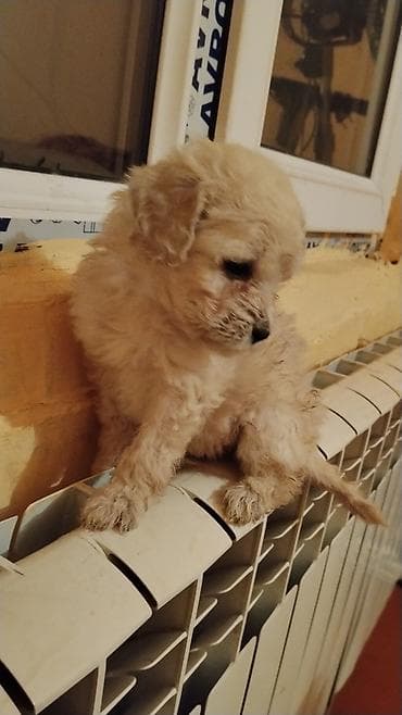 bala itlər: Ev üçün ideal Saf qan orta ölçülü pudel balalar qara qəhvəyi ton — 1