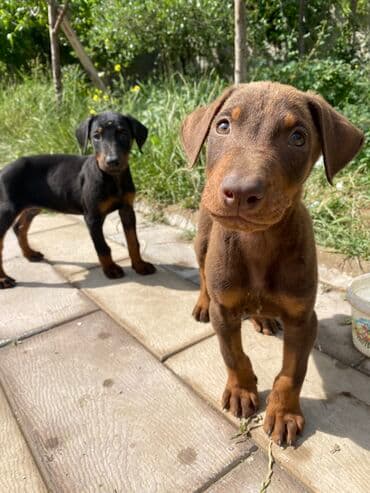 cane corso qiyməti: Doberman, 2 ay, Erkek, Sənədli, Rayonlara çatdırılma, Pulsuz çatdırılma, Ödənişli çatdırılma — 4