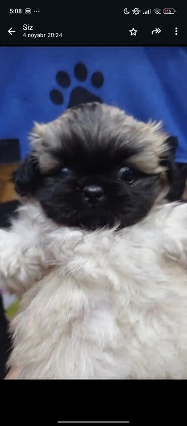 bakida it satisi: Pekines — 2