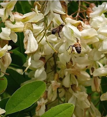 Akasya (ağ akasya) - Bitki növü: Ağ çiçəkli akasya (qara