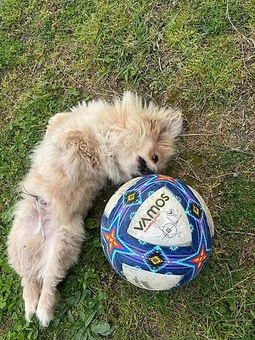 taxda qefes: Pekines, 10 ay, Erkek — 6