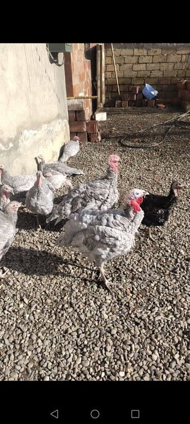 itlerin satisi ucuz: Dişi, Kanada, Damazlıq, Ödənişli çatdırılma — 2