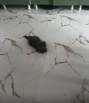 labrador satilir: Şotland yastı qulaq, Yaxşı əllərə — 3