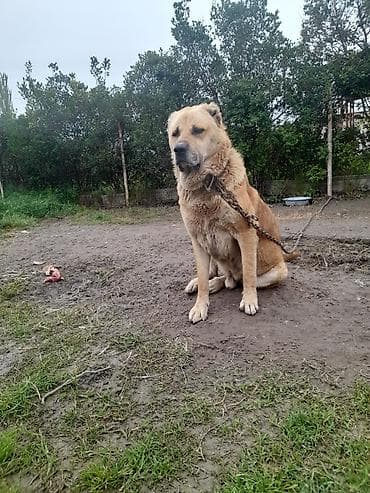 it yuvası satilir: Salam tecili satllır 3 yaş 7 ayllxdı heyvana söz yoxdur isdiyen — 5