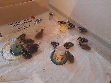 arpa bugda satisi: Lal ördəklər 5 m macar krasnadar qara zümrüdü mirvari rənglər 055 663 — 6