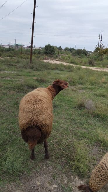 Qoyun – yerli ətlik/yunluq tip - Cins: yerli qarışıq ətlik yönümlü