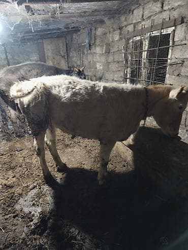 balakən heyvan satisi: Dişi saqlam danalar. ünvan təzə Corat — 1