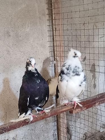 hind qusu satisi: Tam sağlam qızğın erkək London pavlinləri dişisi yoxdur barter ancaq — 3