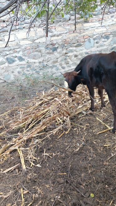 İtlər: Mal-qara satılır – gənc dana/buzaq sürüsü - Şəkillərdə bir neçə baş — 5