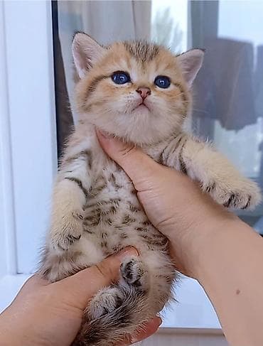 hamster evi: Britan, Erkək, Dişi, Yaxşı əllərə, Ünvandan götürmə — 10