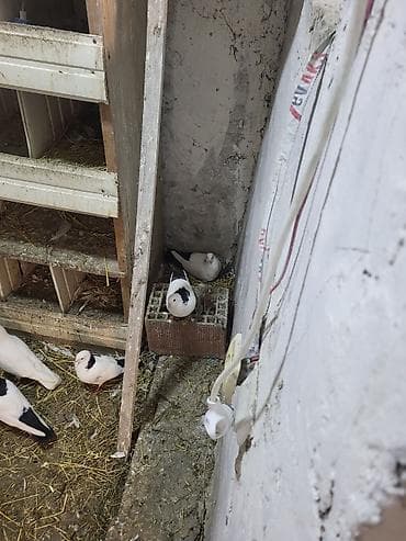 tap. az itler: Məhsul: Ev göyərçinləri sürüsü Təsvir: - Şəkillərdə müxtəlif rəng — 10