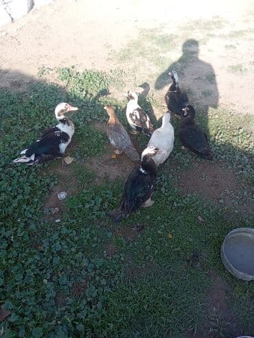holland lop dovşan: Lal ordey satlir Oz heyvanim altında cixib her şey yeyiler 7 denedi — 4
