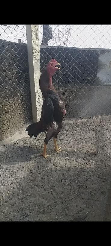 Malay döyüş xoruzu – yetkin erkək - Cins: Malay (uzun boy, güclü