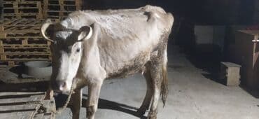 İtlər: Satılır — 4