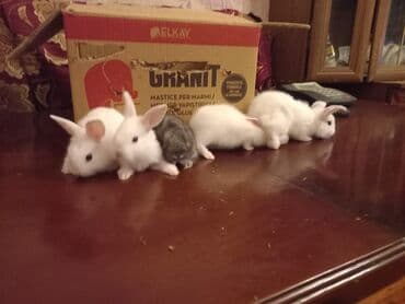 dovşan yuvasi: Ev dovşanı balaları - Cins: dekorativ ev dovşanları (ağ, boz-ağ — 3