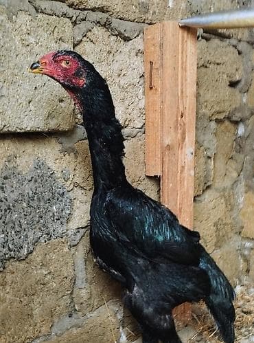 xoruz adlari: 🇩🇪 Alman xətti Oh Şhamo.Bu heyvanların yumurtaları satılır — 2