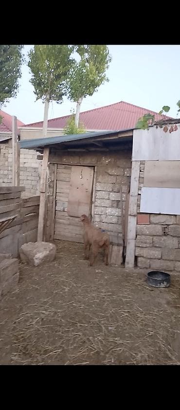 Erkey quzudu 12 klo eti olar cunki bordaq quzusudu — 2