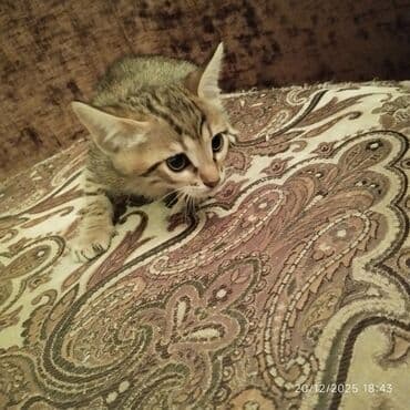 купить котенка бесплатно: В добрые руки — 10