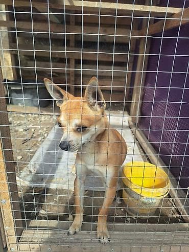 kavkaz coban iti: 2 ay, Erkek, Peyvəndli, Ünvandan götürmə — 2