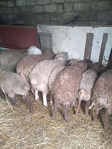 naxcivan heyvan elanlari: Qoyun sürüsü satılır 8 dene erkey quzu satılır - Növ: yerli qarışıq — 1