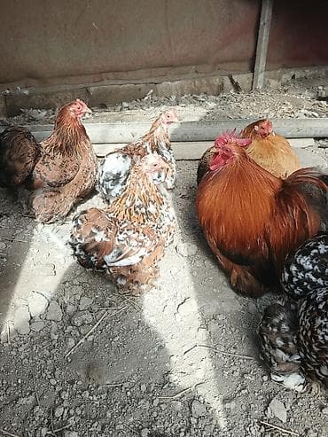 Бараны, овцы: Курица, Для разведения, Доставка в районы — 4