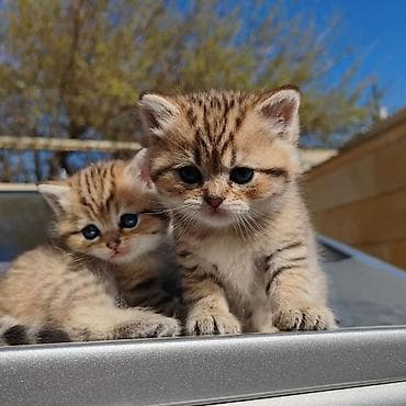 pisik alisi: Britan, Yaxşı əllərə — 2