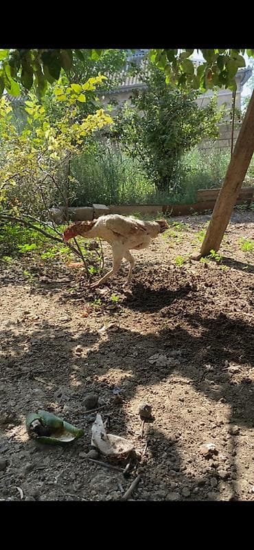 cat: Xoruz, Heyratı, il: 2, Ünvandan götürmə, Ödənişli çatdırılma — 9