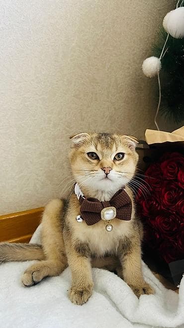 Digər heyvanlar: Şotland — 5